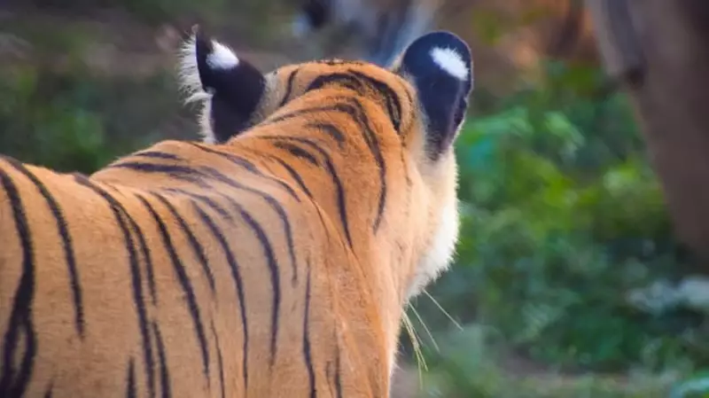 Tigress Airlifted from MP's Pench to Rajasthan in 2.5-Hour Genetic Rescue Mission