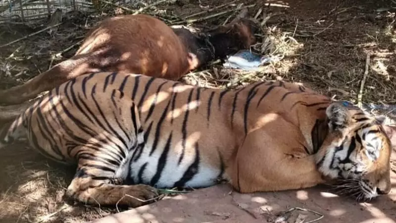 Tigress Captured in Chamarajanagar After Local Terror, Search On for 4 Cubs