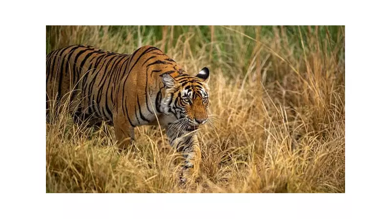 Tigress Translocated to Rajasthan's Ramgarh Vishdhari Reserve for Rewilding