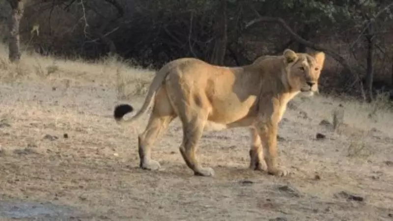 Toddler Killed by Lioness in Gujarat, Rs 10 Lakh Compensation Announced