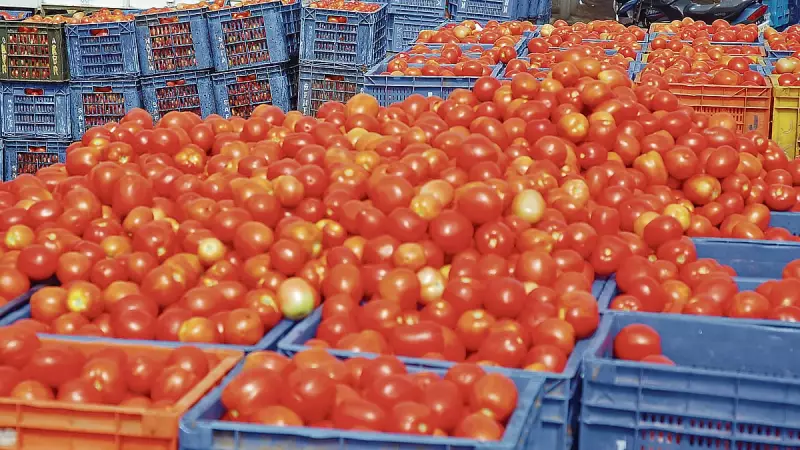 Tomato Prices Soar 300% as Rains Wreck Supply; Onion Rates Plunge