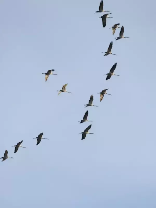 Top 5 Migratory Bird Hotspots in India to Visit This Winter