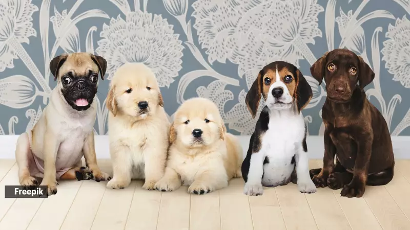 Top 6 Easiest Dog Breeds to Train: Your Perfect Obedient Companion