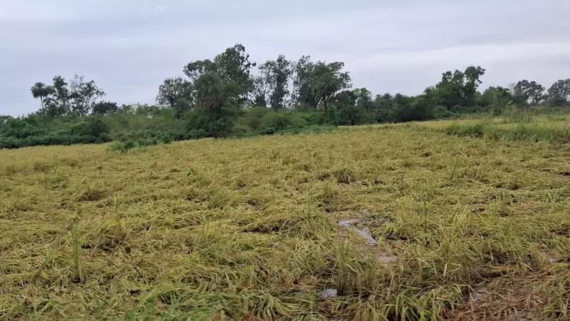 Torrential Rains Wreak Havoc in South Gujarat: Valsad Paddy Farmers Face Catastrophic Losses