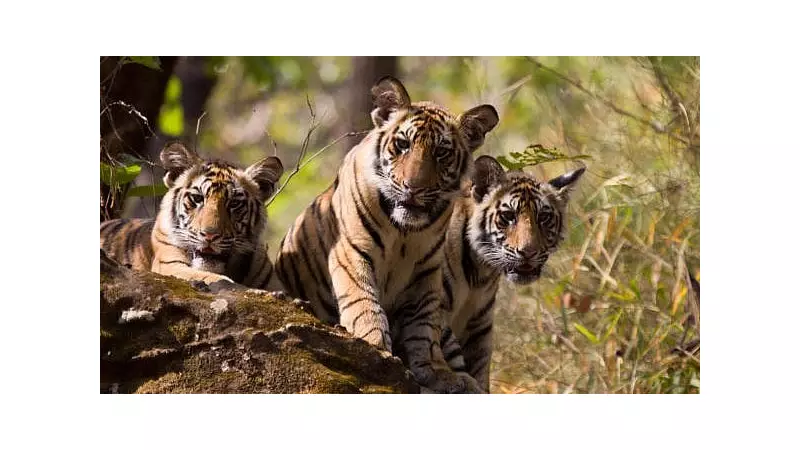 Tragedy Strikes Karnataka: Three Tiger Cubs Found Dead in BRT Reserve, CID Probe Ordered
