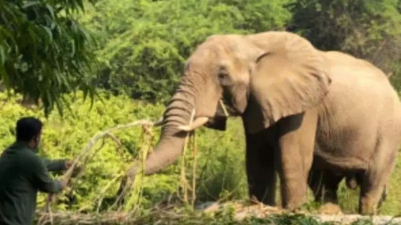 Train kills elephant, injures calf in Jalpaiguri; locals flag human-animal conflict