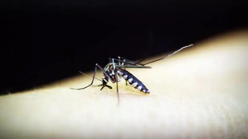 Tricity Sees Dramatic 95% Drop in Dengue Cases: Only 160 Reported This Year