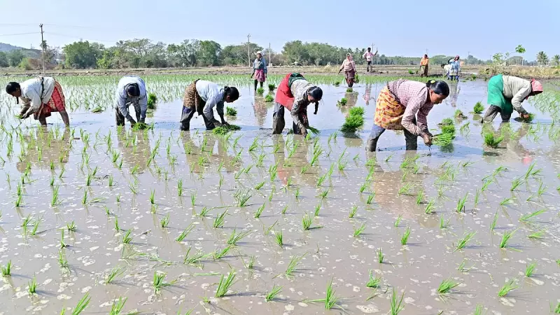 Tungabhadra Dam Repairs Threaten Karnataka's Rabi Paddy Season