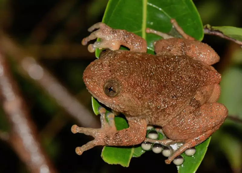 Two New Frog Species Discovered in Arunachal Pradesh's Namdapha