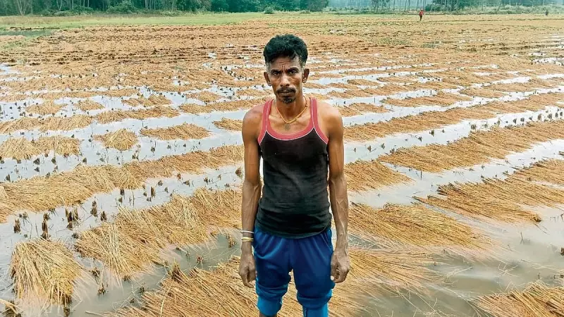Unseasonal Rains Wreak Havoc on Paddy Crops in Karnataka's Malavalli Taluk