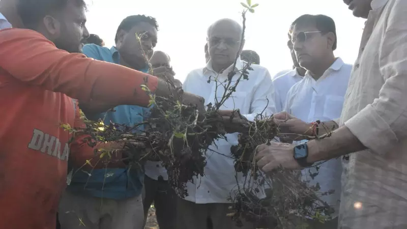 Unseasonal Rains Wreak Havoc: Over 90% of Gujarat's Talukas Report Widespread Crop Damage