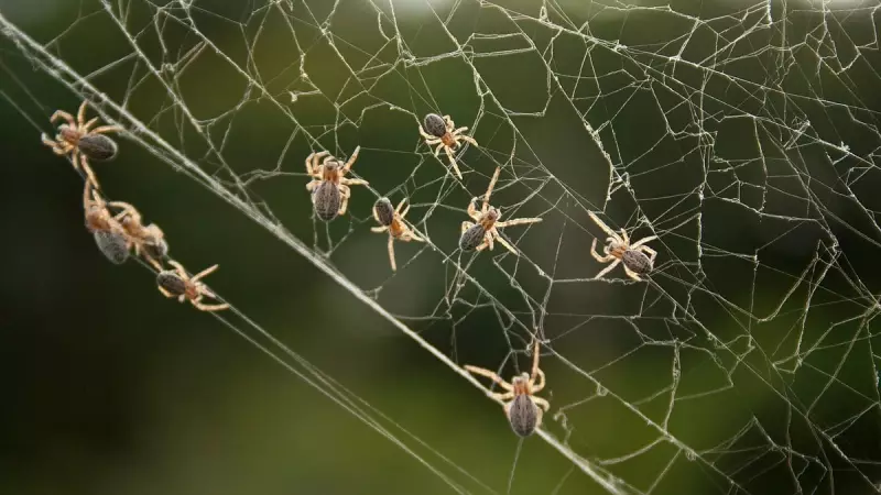 Velvet Spinners of Karnataka: The Untold Story of India's Vanishing Silk Weavers