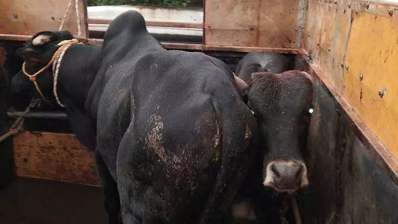 VHP Warns of Karnataka Stir Over Cattle Transport Law Easing