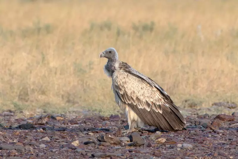 Vulture Flies 750 km in 17 Days from Pench to Nashik, Stunning Researchers