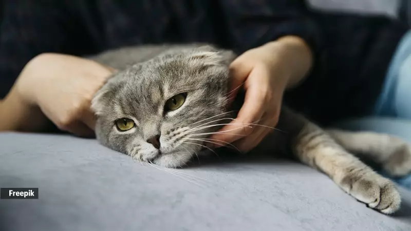 Why Does Your Cat Stare at You While You Sleep? A Vet Explains the Reasons