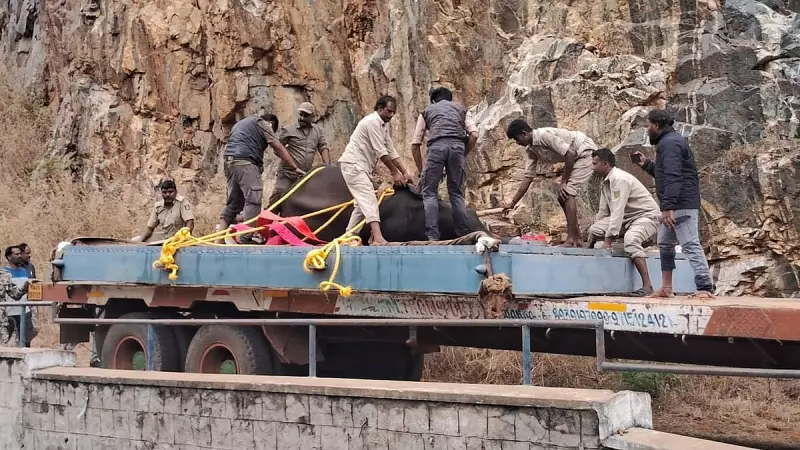 Wild Elephant Rescued from Mandya Canal After 3-Hour Operation