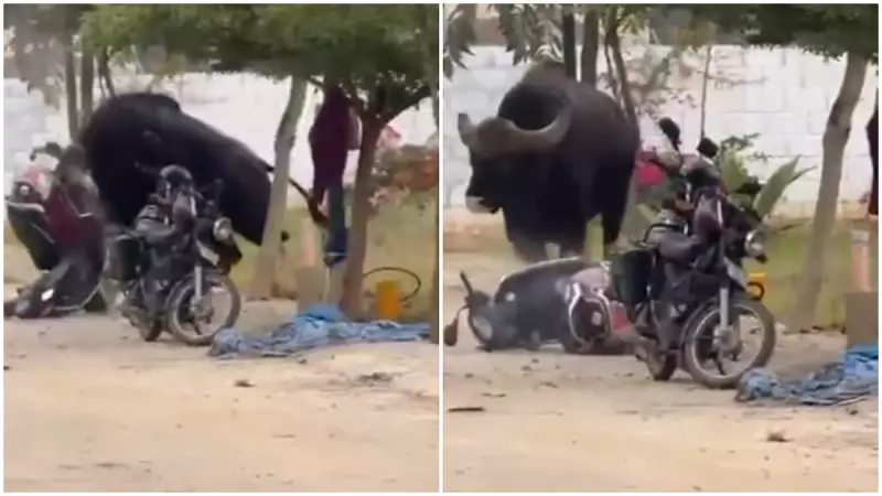 Wild Gaur Charges at Scooty Near Bannerghatta in Bengaluru