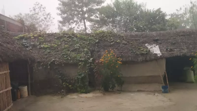 Wolf Attacks in Bahraich: 3 Children Killed in 2 Weeks, Villages Live in Fear