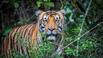 149 Tigers Vanish in Nagarhole: A Monsoon Mystery in the Reserve