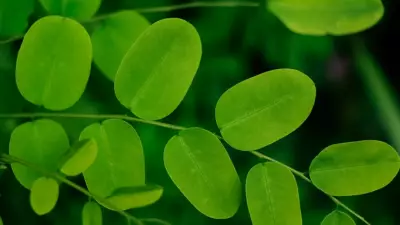 5 Powerful Health Benefits of Moringa Leaves: The 'Miracle Tree' Superfood