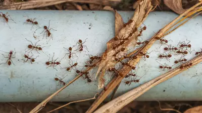 Ants' Evolutionary Secret: Less Armour, More Numbers Fuels Colony Success