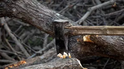 Bengaluru's Vasanthnagar Residents Stage Silent Protest Against Tree Felling