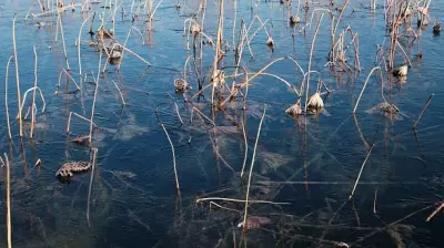 Braving -8°C: Kashmir's Nadru Harvesters Risk Lives in Frozen Dal Lake