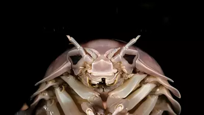 Darth Vader Superbug Discovered: Meet Bathynomus vaderi, the Giant Isopod