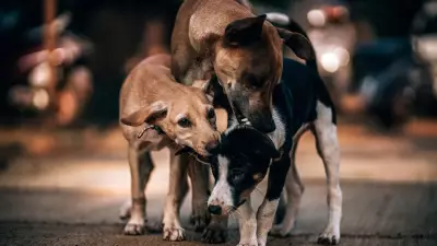 Delhi Police Files FIR Over Fake 'Teachers Counting Stray Dogs' Social Media Post