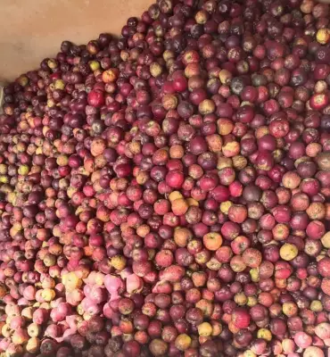 India-New Zealand FTA: Safeguards for Apple Farmers Amidst Trade Deal