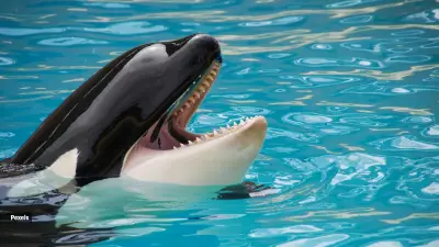 Killer Whales Use Seaweed for Massage: New 'Allokelping' Behaviour Discovered