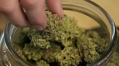 Puttur Police Seize 400 Grams of Ganja, Arrest One at Parladka Junction