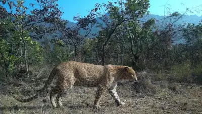 Rare 'Sandalwood' Leopard Spotted in Karnataka, Second in India