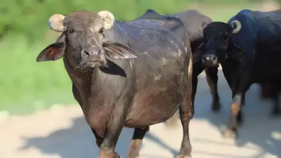 Sandeep Shetty's Buffaloes Smash Negilu Senior Record at Mangaluru Kambala