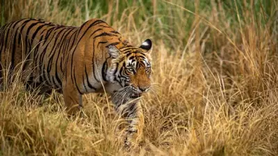 Tigress Translocated to Rajasthan's Ramgarh Vishdhari Reserve for Rewilding