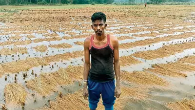 Unseasonal Rains Wreak Havoc on Paddy Crops in Karnataka's Malavalli Taluk