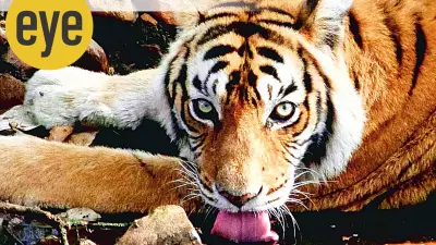 Why Animals Fight: Territory, Survival, and Conflict in the Wild Explained