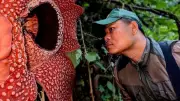 13-Year Quest Ends: Rare 'Corpse Lily' Bloom Found in Sumatra Rainforest