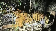 15 Tigers Rescued in Karnataka's Mysuru & Chamarajanagar in One Month