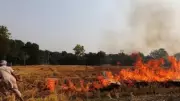 155 Farm Fires in Punjab Despite SC Directive on Stubble Burning