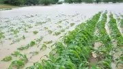 2 Years of Abnormal Monsoon Plunge North Karnataka Farmers Into Crisis