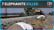 7 Elephants Killed in Tragic Collision with Rajdhani Express in Assam