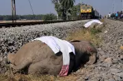 7 Elephants Killed, Train Derails in Assam's Devastating Wildlife Tragedy