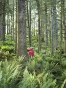 7 Incredible Trees of the World: From 2000-Year-Old Water Banks to Exploding Pods