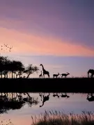 8 Best Destinations to Visit in Africa for Indian Travellers