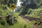 8 Elephants Killed by Rajdhani Express in Assam, Locals Block Railway Tracks