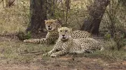 8 More African Cheetahs to Arrive in India Soon, Official Confirms
