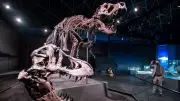 Abu Dhabi's Natural History Museum Opens Nov 22: Journey Through 13.8 Billion Years!