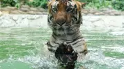 AI-Generated Tiger Photo in Junnar Sparks Panic, Forest Dept Warns of Action