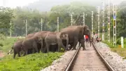 AI-Powered Intrusion Detection System to Prevent Elephant Deaths on Railway Tracks in India